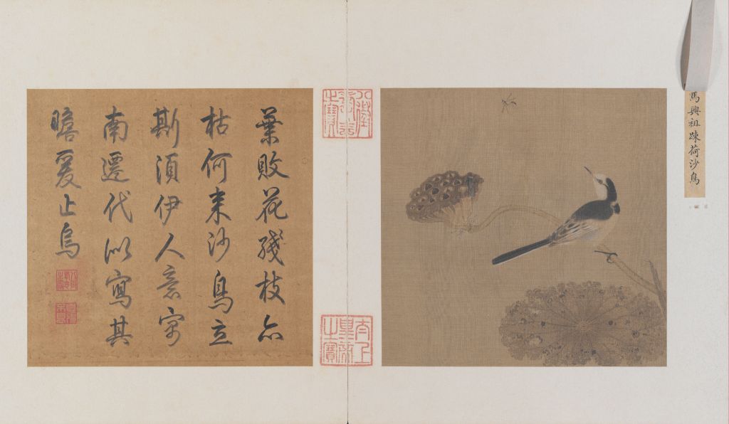 图片[1]-Drawing Page of Sparse Lotus and Sandbird-China Archive